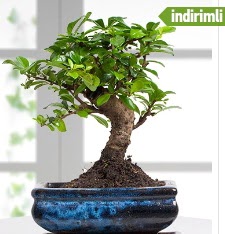 Bonsai japon a�ac� Mara�al�akmak Mah sevgilime hediye �i�ek 