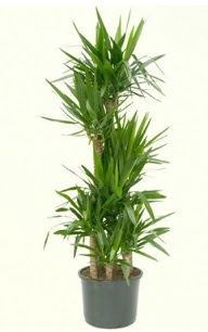 7 li yucca saks� bitkisi Atat�rk Mahallesi �i�ek sipari�i 