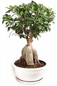 Bonsai japon a�ac� yaprak d�kmeyen Ertu�rulgazi Mah �i�ek g�nderme 
