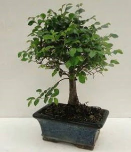 Bonsai saks� bitkisi japon a�ac� Ulubatl�hasan Mah �i�ek�i 