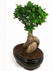 Bonsai saks� bitkisi japon a�ac� Atat�rk Mah yurti�i �i�ek sipari�i 
