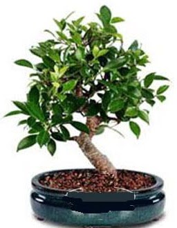 5 yanda japon aac bonsai bitkisi Ulubatlhasan Mah ieki 