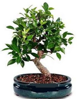 5 ya��nda japon a�ac� bonsai bitkisi Ulubatl�hasan Mah �i�ek�i 