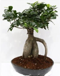 5 yanda japon aac bonsai bitkisi Tandoan Mah gvenli kaliteli hzl iek 