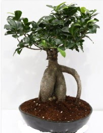 5 ya��nda japon a�ac� bonsai bitkisi Tando�an Mah g�venli kaliteli h�zl� �i�ek 