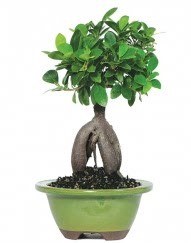 5 ya��nda japon a�ac� bonsai bitkisi Fatih �i�ek g�nderme sitemiz g�venlidir 
