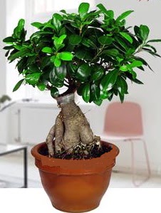 5 yanda japon aac bonsai bitkisi Sincan nternetten iek siparii 