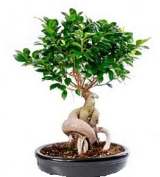 Bonsai Japon a�ac� saks� bitkisi Fatih online �i�ek g�nderme