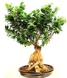 Bonsai Japon a�ac� saks� bitkisi Atat�rk Mah yurti�i �i�ek sipari�i 