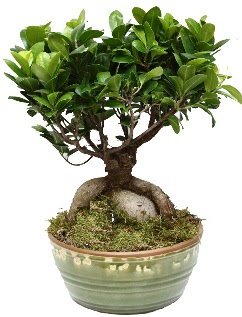 Japon a�ac� bonsai saks� bitkisi Bah�ekap� Mah cicekciler , cicek siparisi 