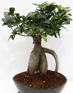 Japon a�ac� bonsai saks� bitkisi Ertu�rulgazi Mah �i�ek g�nderme 