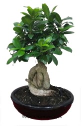 Japon a�ac� bonsai saks� bitkisi Osmanl� Mah �i�ek online �i�ek sipari�i 
