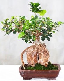 Japon a�ac� bonsai saks� bitkisi Osmanl� Mah �i�ek online �i�ek sipari�i 