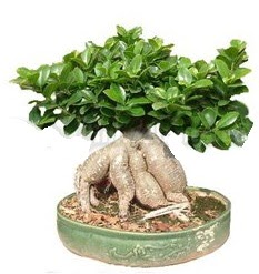 Japon aac bonsai saks bitkisi Ankara Sincan cicekci 