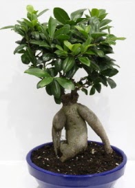 bonsai japon a�ac� saks� �i�e�i Atat�rk Mahallesi �i�ek sipari�i 