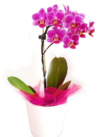 Tek dall mor orkide Hrriyet Mah 14 ubat sevgililer gn iek  