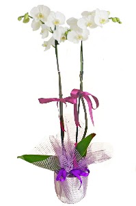 2 dall beyaz orkide sat Maraalakmak Mah sevgilime hediye iek 