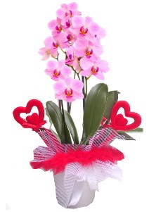 2 dall� mor orkide 2 kalp �ubuk Malazgirt Mah anneler g�n� �i�ek yolla 