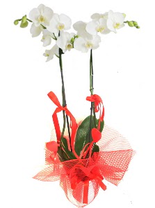 2 dall beyaz orkide bitkisi Gaziosmanpaa Mah iek gnderme 