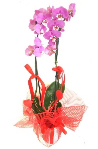 2 dall� mor orkide bitkisi Mara�al�akmak Mah sevgilime hediye �i�ek 