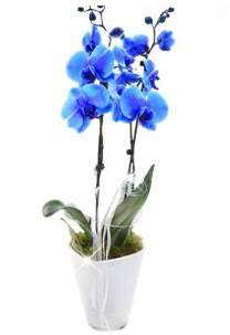 2 dall AILI mavi orkide Maraalakmak Mah sevgilime hediye iek 