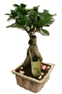 Japon aac bonsai seramik saks merutiyet ieki maazas 