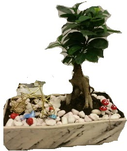 Japon a�ac� bonsai sat��� Ulubatl�hasan Mah �i�ek�i 