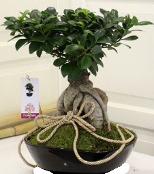 Japon aac bonsai sat Atatrk Mahallesi iek siparii 