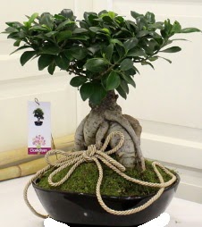 Japon a�ac� bonsai sat��� Atat�rk Mahallesi �i�ek sipari�i 