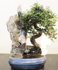 Japon a�ac� bonsai saks� bitkisi sat��� Tando�an Mah g�venli kaliteli h�zl� �i�ek 