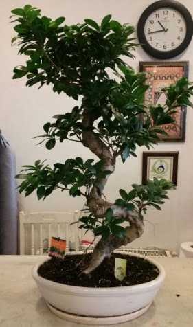 100 cm yksekliinde dev bonsai japon aac Bahekap Mah cicekciler , cicek siparisi 