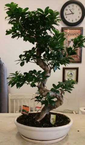 100 cm y�ksekli�inde dev bonsai japon a�ac� Bah�ekap� Mah cicekciler , cicek siparisi 