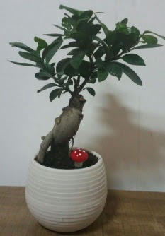 Bonsai japon a�ac� saks� �i�e�i Plevne Mahallesi �i�ek ma�azas� 