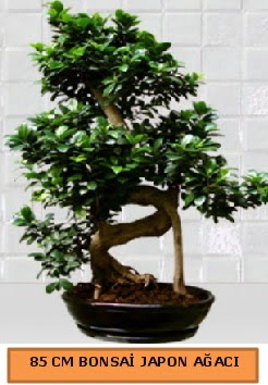 85 CM Japon a�ac� Bonsai saks� bitkisi Osmanl� Mah �i�ek online �i�ek sipari�i 