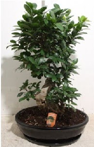75 CM Ginseng bonsai Japon a�ac� Malazgirt Mah anneler g�n� �i�ek yolla 