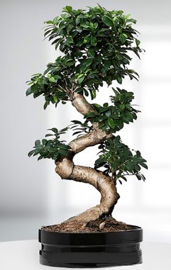 90 CM Japon A�ac� Bonsai saks� �i�e�i Ahievran Mahallesi �i�ek sipari�i sitesi 