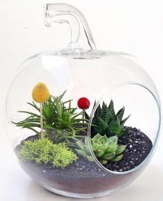 Elma Terrarium orta boy 5 kakt�s Tando�an Mah g�venli kaliteli h�zl� �i�ek 