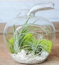 Elma terrarium k���k boy 2 kakt�s Sincan �i�ek sipari�i vermek 