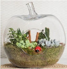 Elma terrarium orta boy 4 kakt�s Atat�rk Mah yurti�i �i�ek sipari�i 