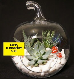 5 kakt�sl� Elma terrarium orta boy Sincan �nternetten �i�ek sipari�i 