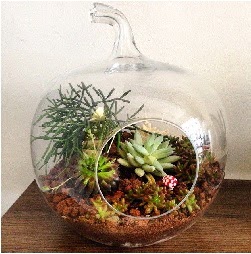Orta boy elma terrarium 3 kakt�sl� Tando�an Mah g�venli kaliteli h�zl� �i�ek 