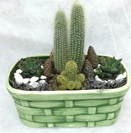 Seramik i�erisinde 5 kakt�sl� terrarium Plevne Mahallesi �i�ek ma�azas� 