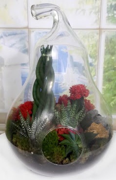5 adet kakt�s orta boy armut terrarium Atat�rk Mah yurti�i �i�ek sipari�i 
