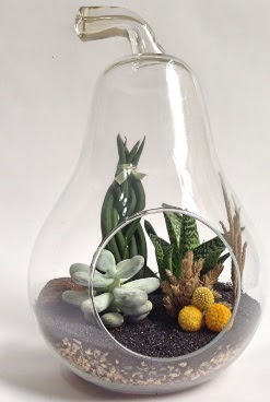 Orta boy armut 5 kakt�s terrarium Osmanl� Mah �i�ek online �i�ek sipari�i 