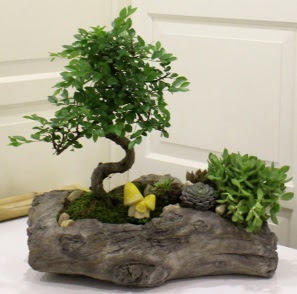 A�a� k�t�k i�erisinde Bonsai ve Kakt�s Tando�an Mah g�venli kaliteli h�zl� �i�ek 