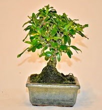 Zelco bonsai saks bitkisi Atatrk Mahallesi iek siparii 