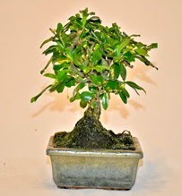 Zelco bonsai saks� bitkisi Atat�rk Mahallesi �i�ek sipari�i 