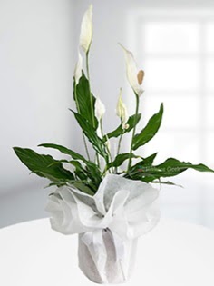 Spathiphyllum �i�e�i Bar�� �i�e�i Ulubatl�hasan Mah �i�ek�i  