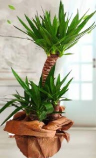 2 li yucca saks� �i�ek bitkisi Atat�rk Mah yurti�i �i�ek sipari�i 