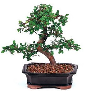thal bonsai japon aac Atatrk Mah yurtii iek siparii 